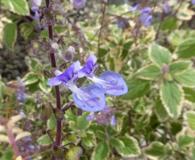 Coleus australis