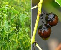 Colubrina asiatica