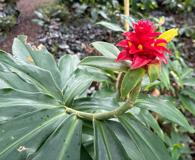 Costus comosus