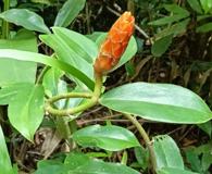 Costus pulverulentus