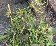 Cyperus gracilis