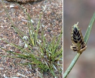 Cyperus laevigatus