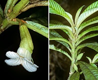 Cyrtandra longifolia