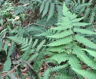Deparia petersenii