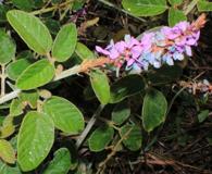 Desmodium intortum