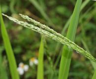 Digitaria henryi