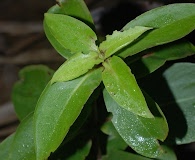 Dubautia latifolia