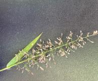 Eragrostis tenella