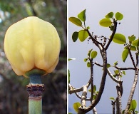 Euphorbia haeleeleana