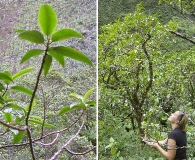 Euphorbia remyi