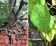 Ficus religiosa