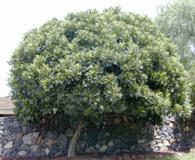 Filicium decipiens