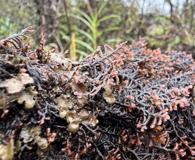 Frullania apiculata