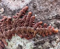 Frullania hypoleuca