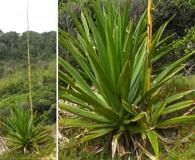 Furcraea foetida