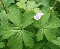 Geranium homeanum