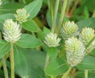 Gomphrena celosioides