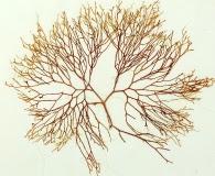Gracilaria coronopifolia
