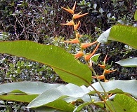 Heliconia latispatha
