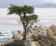 Hesperocyparis macrocarpa