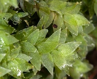 Hookeria acutifolia