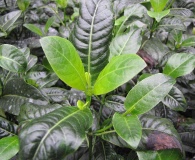 Labordia tinifolia