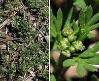 Lepidium didymum