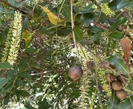 Macadamia integrifolia