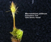 Macromitrium piliferum