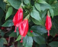 Malvaviscus penduliflorus