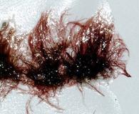 Melanothamnus tongatensis