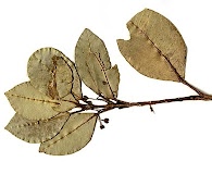 Melicope feddei