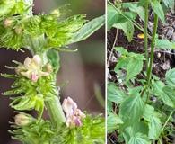 Mesosphaerum pectinatum