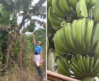 Musa ×paradisiaca