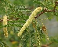 Neltuma juliflora