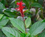 Odontonema cuspidatum
