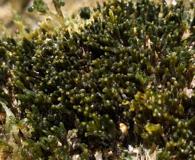 Palisada crustiformans