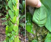 Philodendron hederaceum
