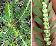 Phyllanthus leucanthus
