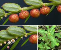 Phyllanthus urinaria