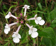 Phyllostegia grandiflora