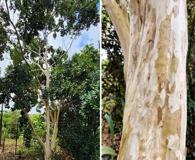 Pimenta dioica