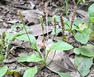 Plantago asiatica