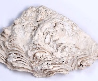 Porolithon onkodes