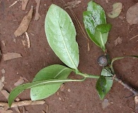 Psychotria greenwelliae