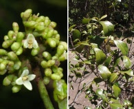 Psychotria hawaiiensis