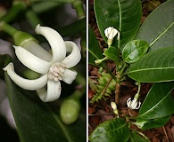 Psychotria hexandra
