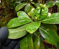 Psychotria mauiensis