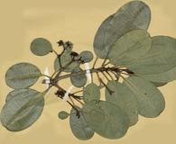 Pteralyxia laurifolia