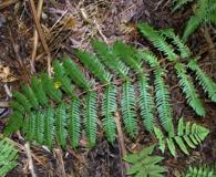 Pteris terminalis
